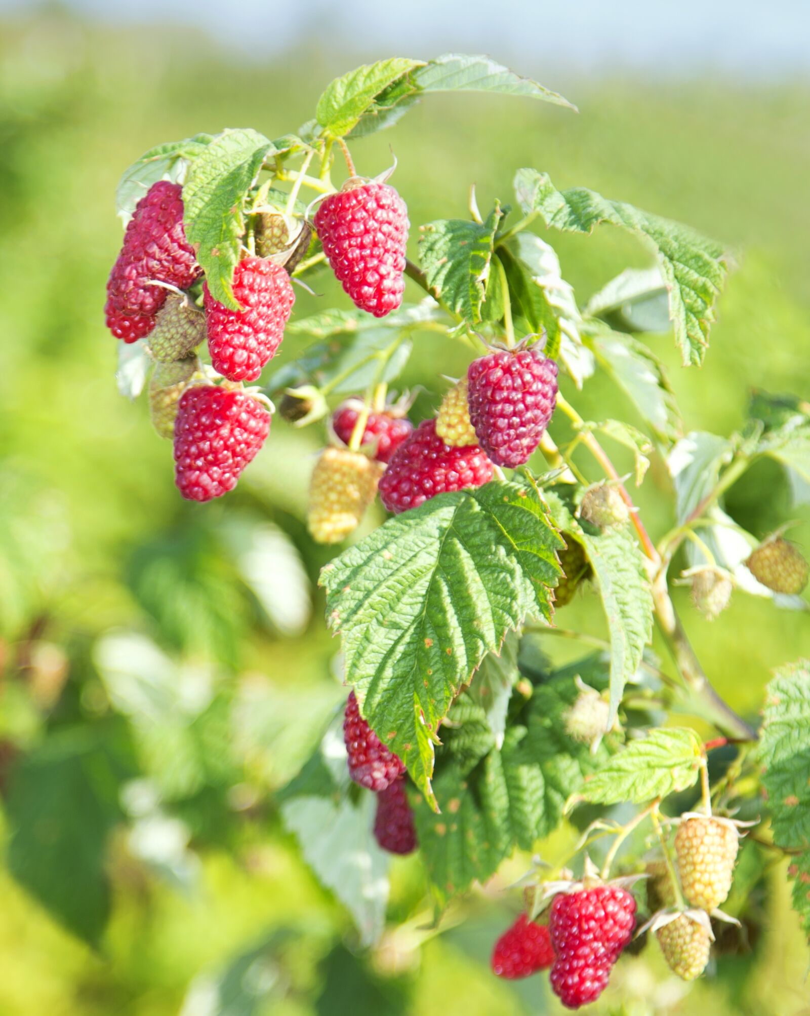 Canon EF 24-105mm F4L IS USM sample photo. Fruit, berry, nature photography