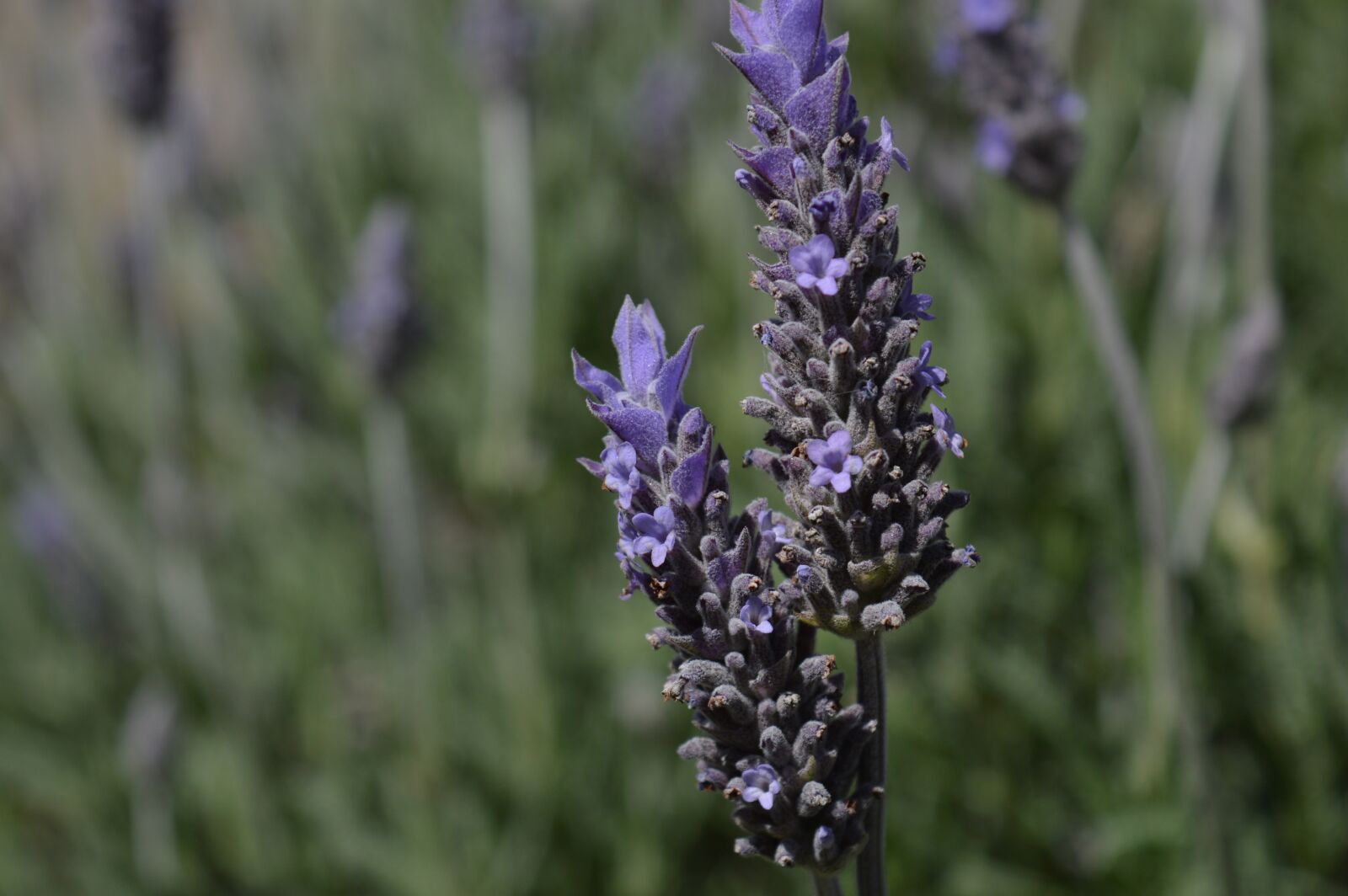 Nikon D3200 sample photo. Plant, photo, natural photography