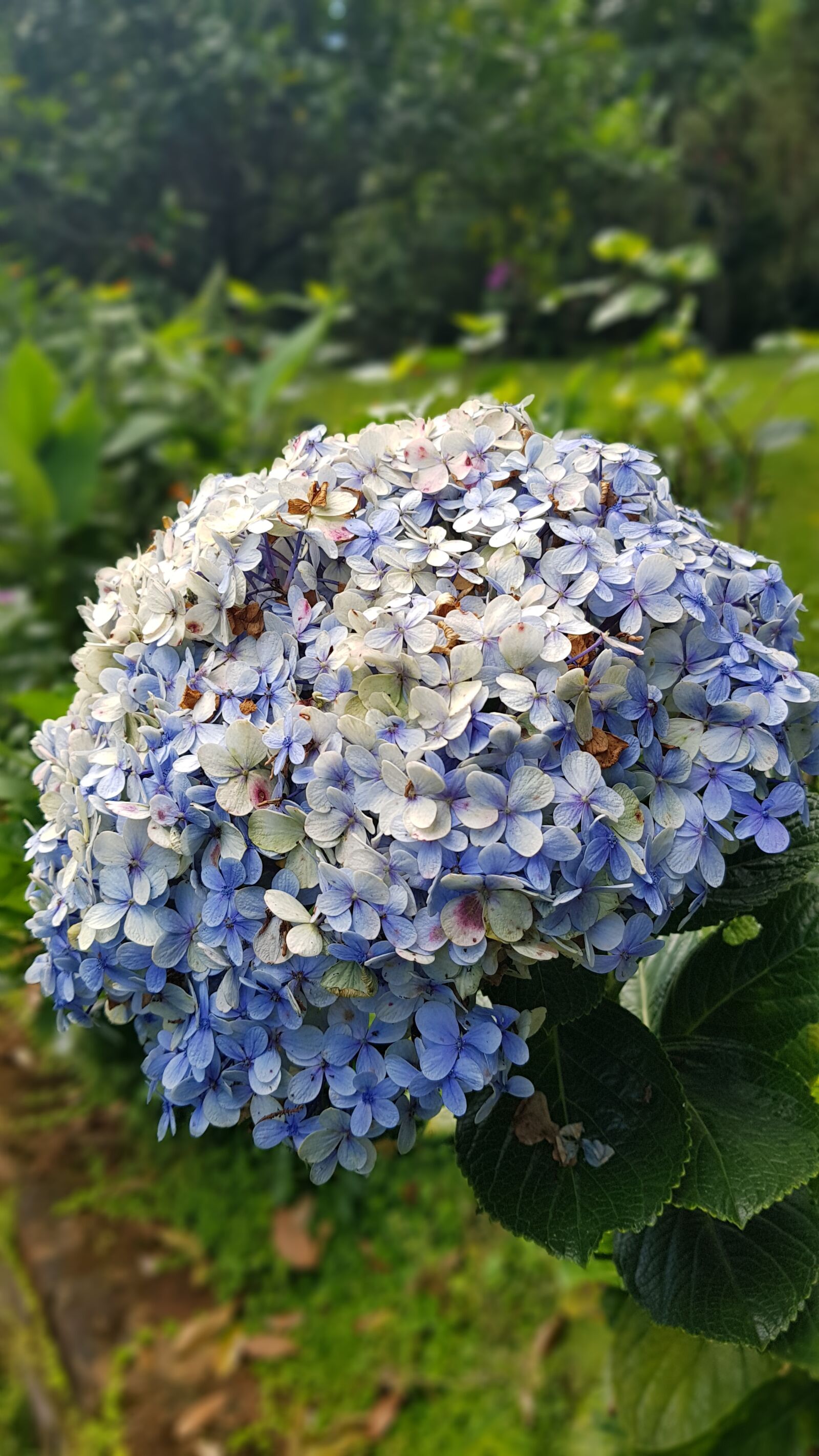 Samsung Galaxy S8+ sample photo. Nature, plants, flowers photography