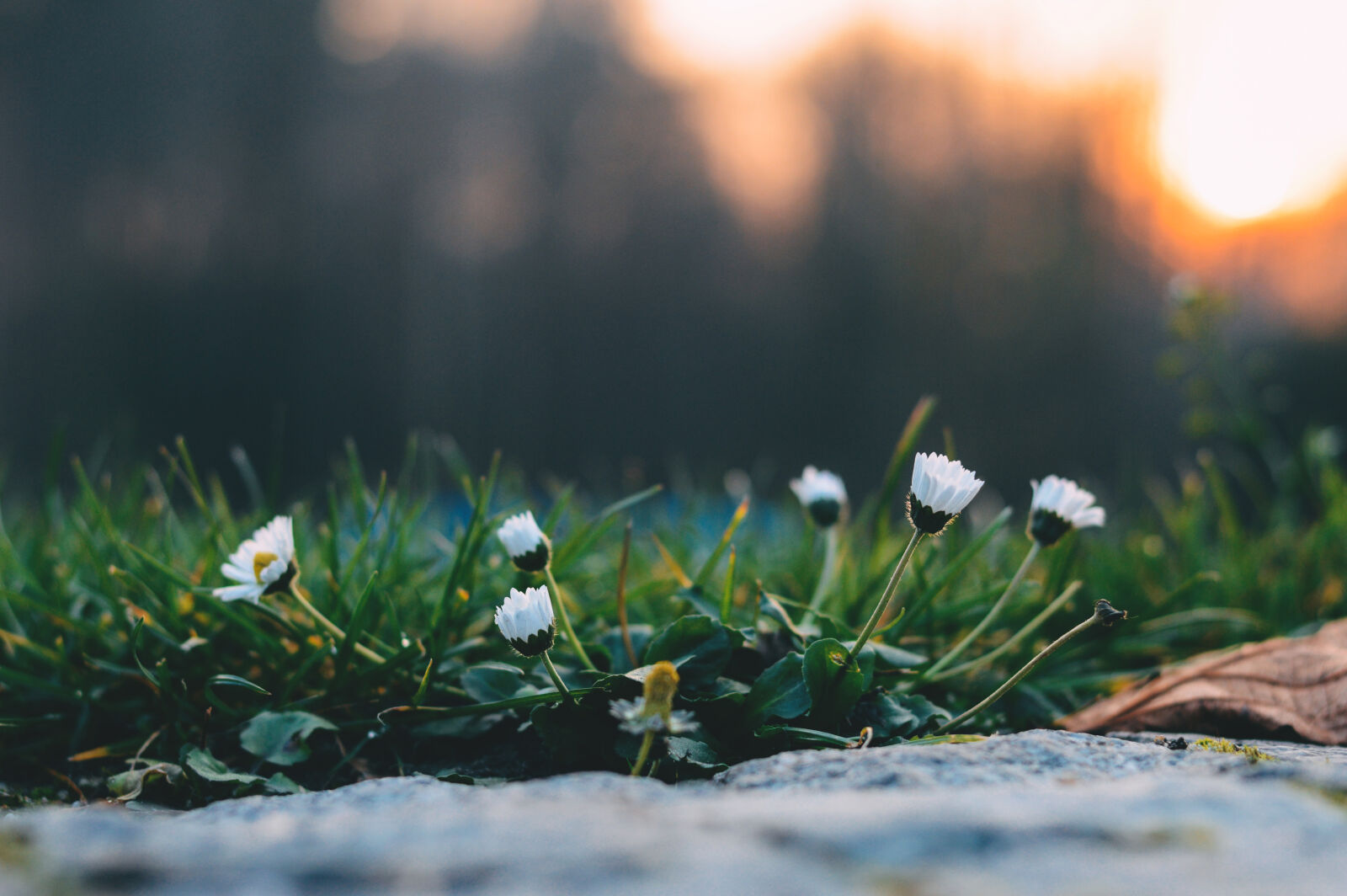 Nikon D3200 + Nikon AF-S Nikkor 50mm F1.8G sample photo. White, petaled, flower, near photography