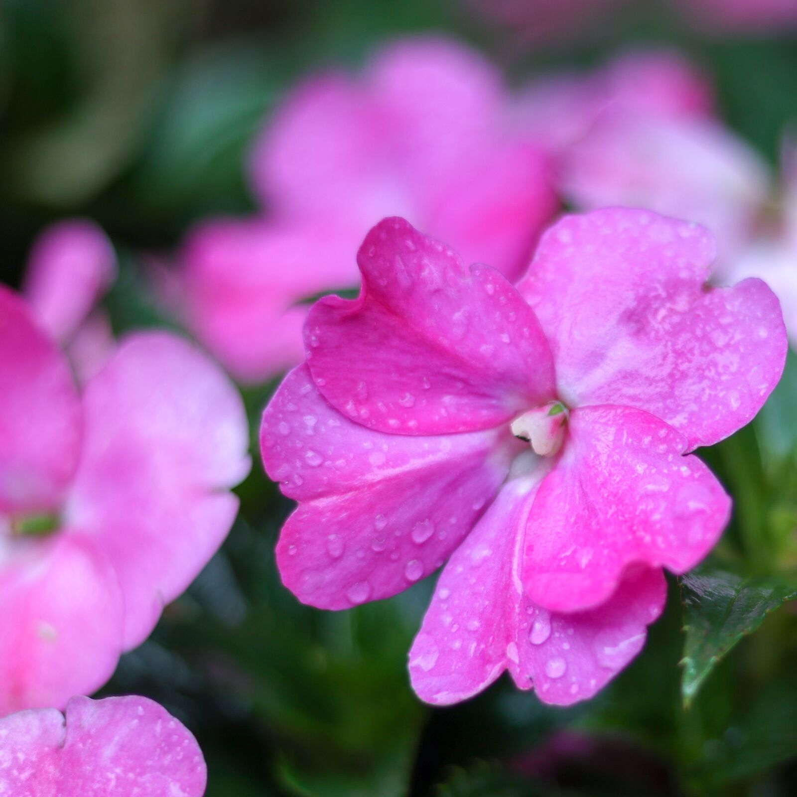 Canon EOS M5 sample photo. Flowers, petals, dew photography