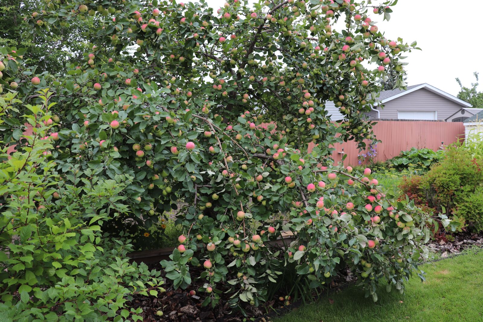 Canon EOS 800D (EOS Rebel T7i / EOS Kiss X9i) + Canon EF-S 18-55mm F4-5.6 IS STM sample photo. Apple, tree, green photography