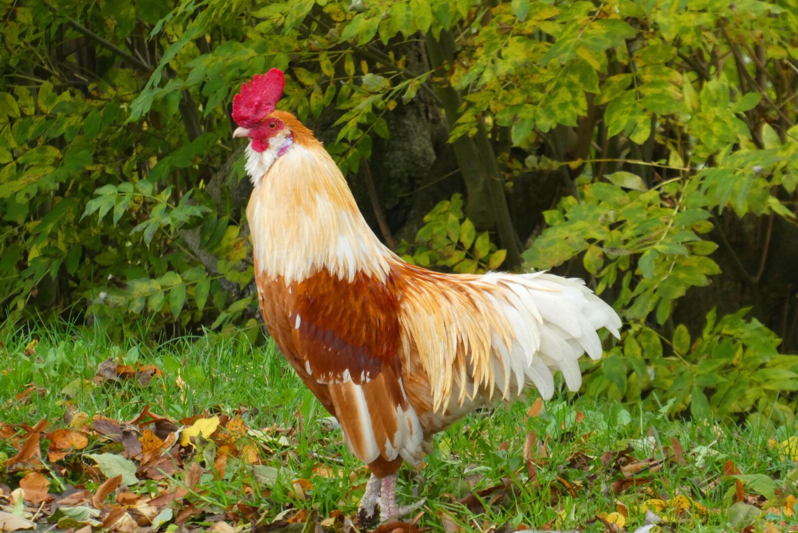 Panasonic Lumix DC-ZS70 (Lumix DC-TZ90) sample photo. Haan, feathers, poultry photography