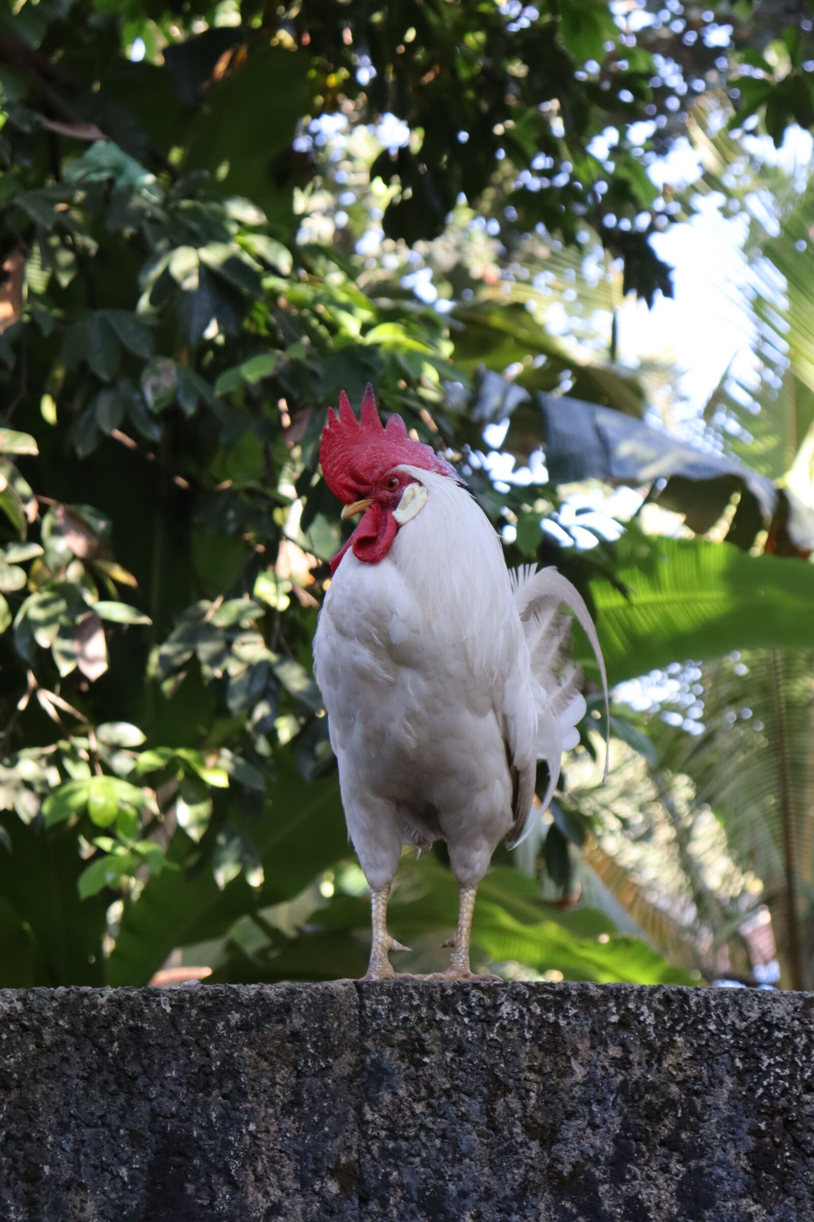 Canon EOS 250D (EOS Rebel SL3 / EOS Kiss X10 / EOS 200D II) sample photo. Hen, white, kerala photography