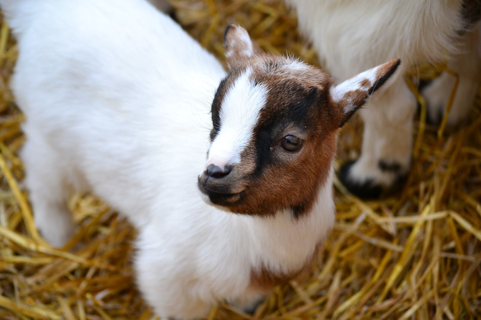 Nikon D3100 sample photo. Animals, goat, nature photography