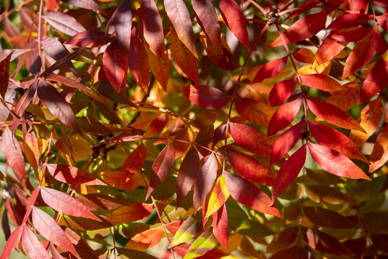 Canon EOS 200D (EOS Rebel SL2 / EOS Kiss X9) sample photo. Autumn, fall, nature photography