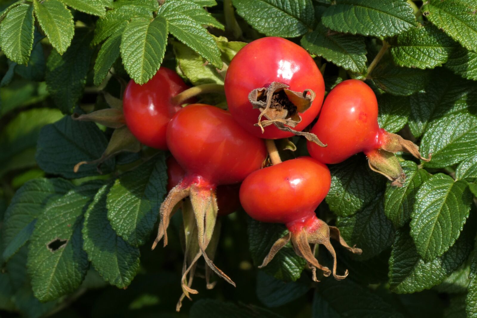 Panasonic Lumix DC-ZS70 (Lumix DC-TZ90) sample photo. Rosehip, vegetable, leaves photography