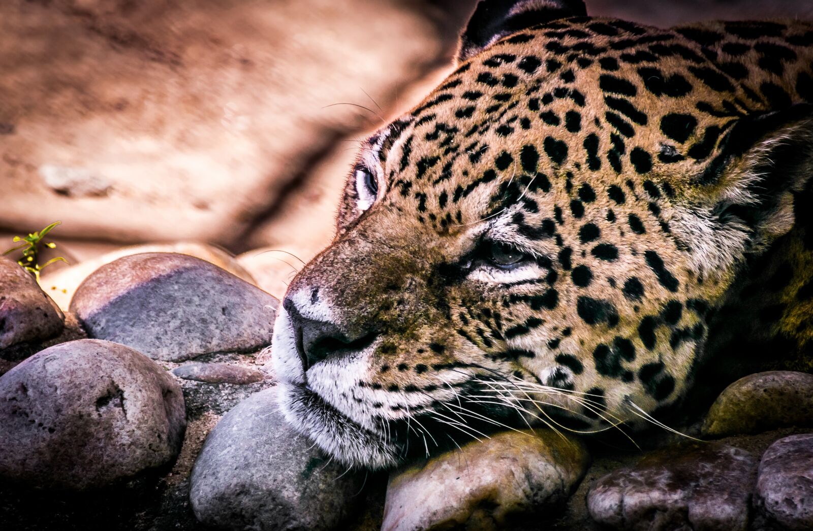 Nikon D5300 sample photo. Jaguar, panther, loneliness photography