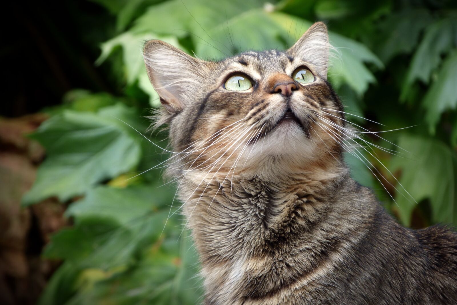 Panasonic Lumix DMC-FZ70 sample photo. Cat, look, eyes photography