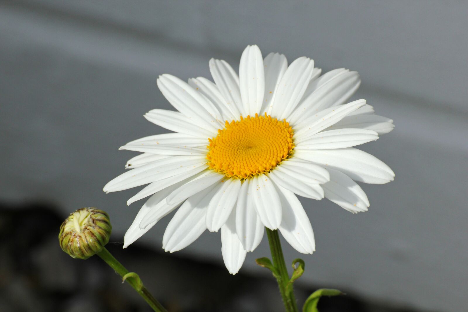 Canon EOS 550D (EOS Rebel T2i / EOS Kiss X4) sample photo. Marguerite, flower, plant photography