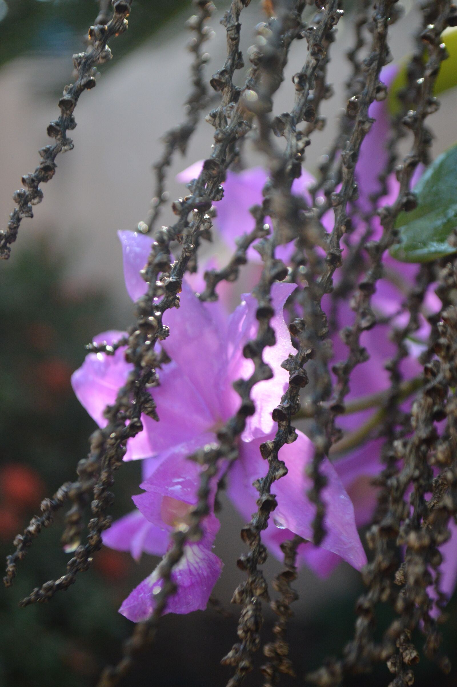 Nikon D3200 sample photo. Orquídea, flores, natureza photography