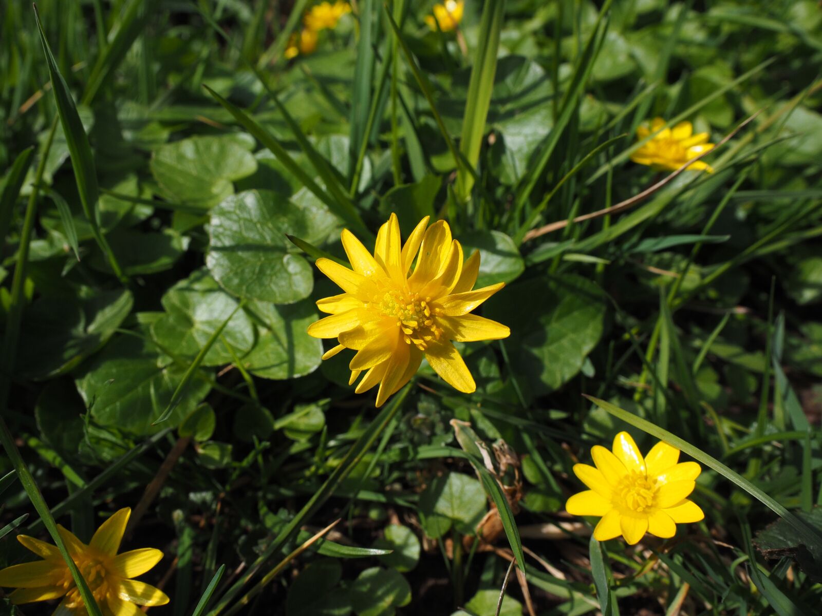 Olympus OM-D E-M1 + Olympus M.Zuiko Digital ED 12-40mm F2.8 Pro sample photo. Celandine, flower, blossom photography