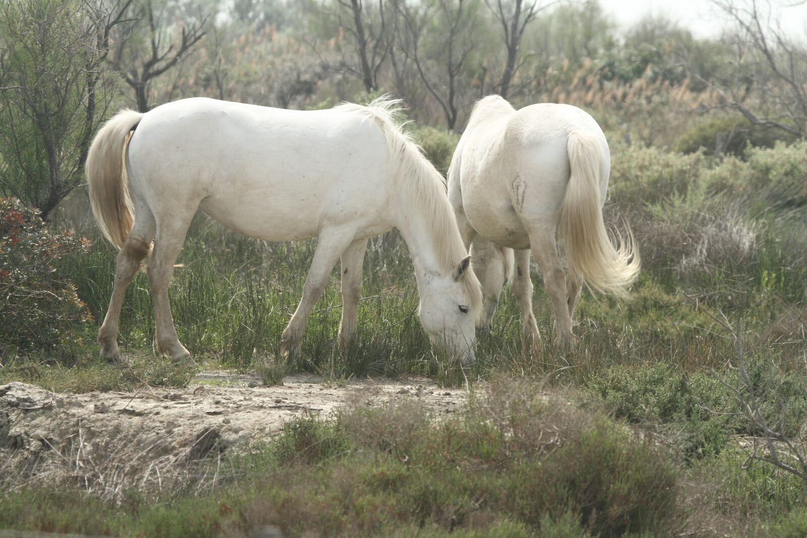 Canon EF 100-400mm F4.5-5.6L IS USM sample photo. Horses, saintes-maries-de-la-mer, white photography