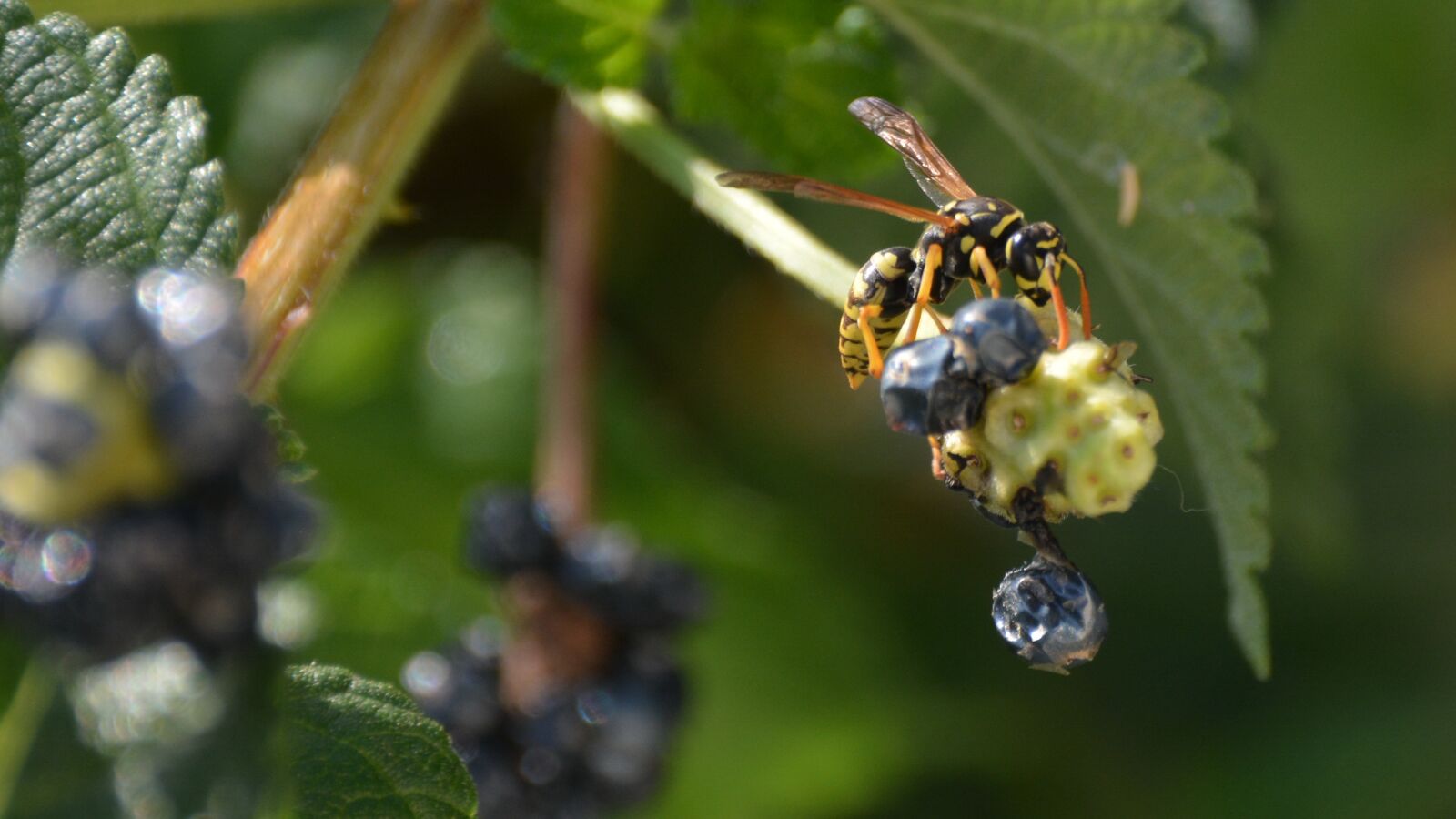Nikon D5200 sample photo. Wasp, fruit, flower photography