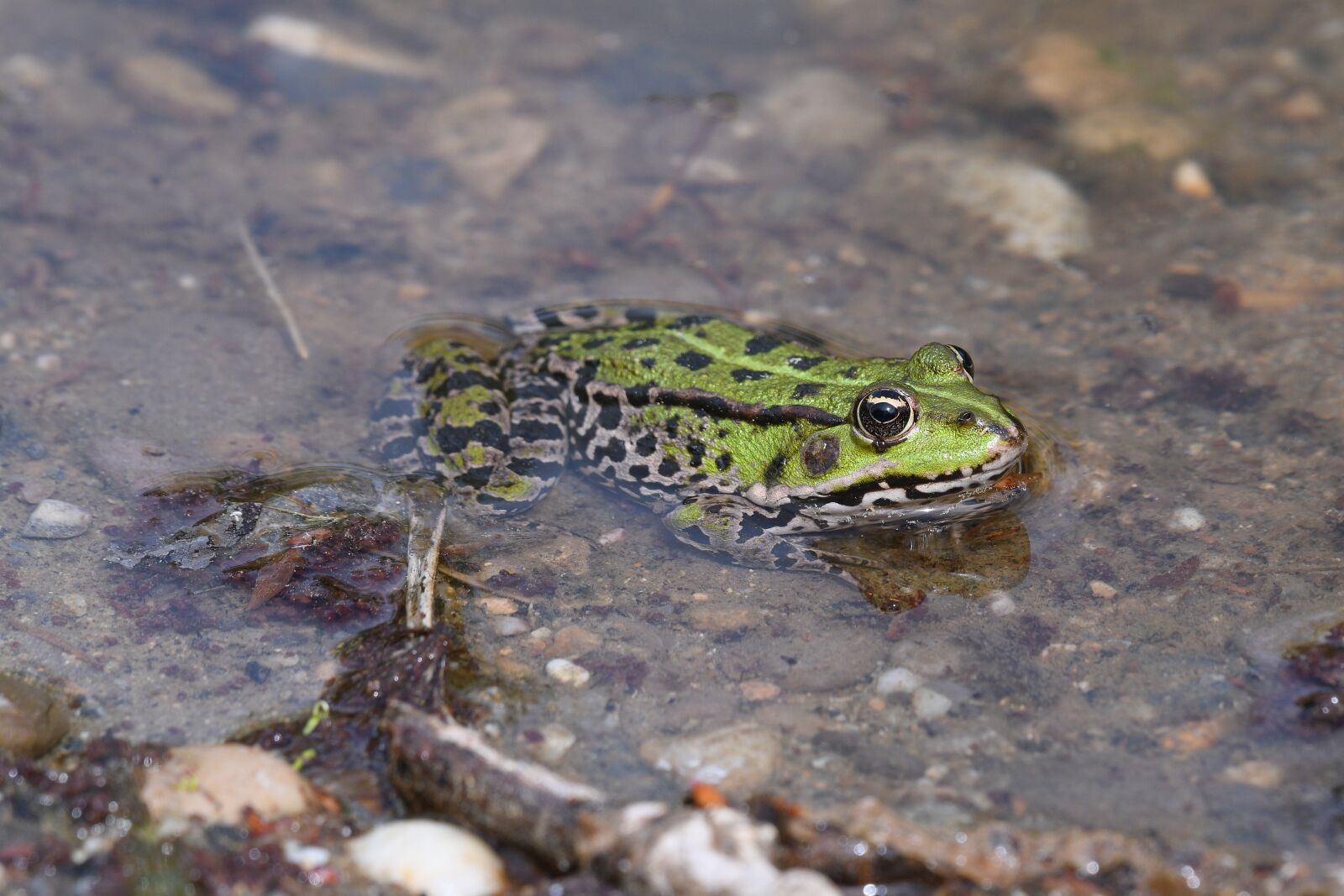 Nikon D500 sample photo. Frog, water lily, nature photography