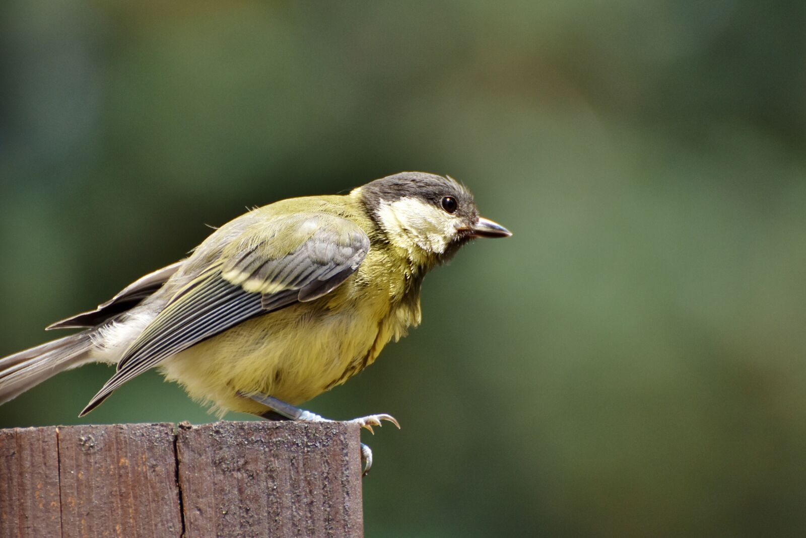 Nikon D7200 sample photo. Tit, songbird, small bird photography