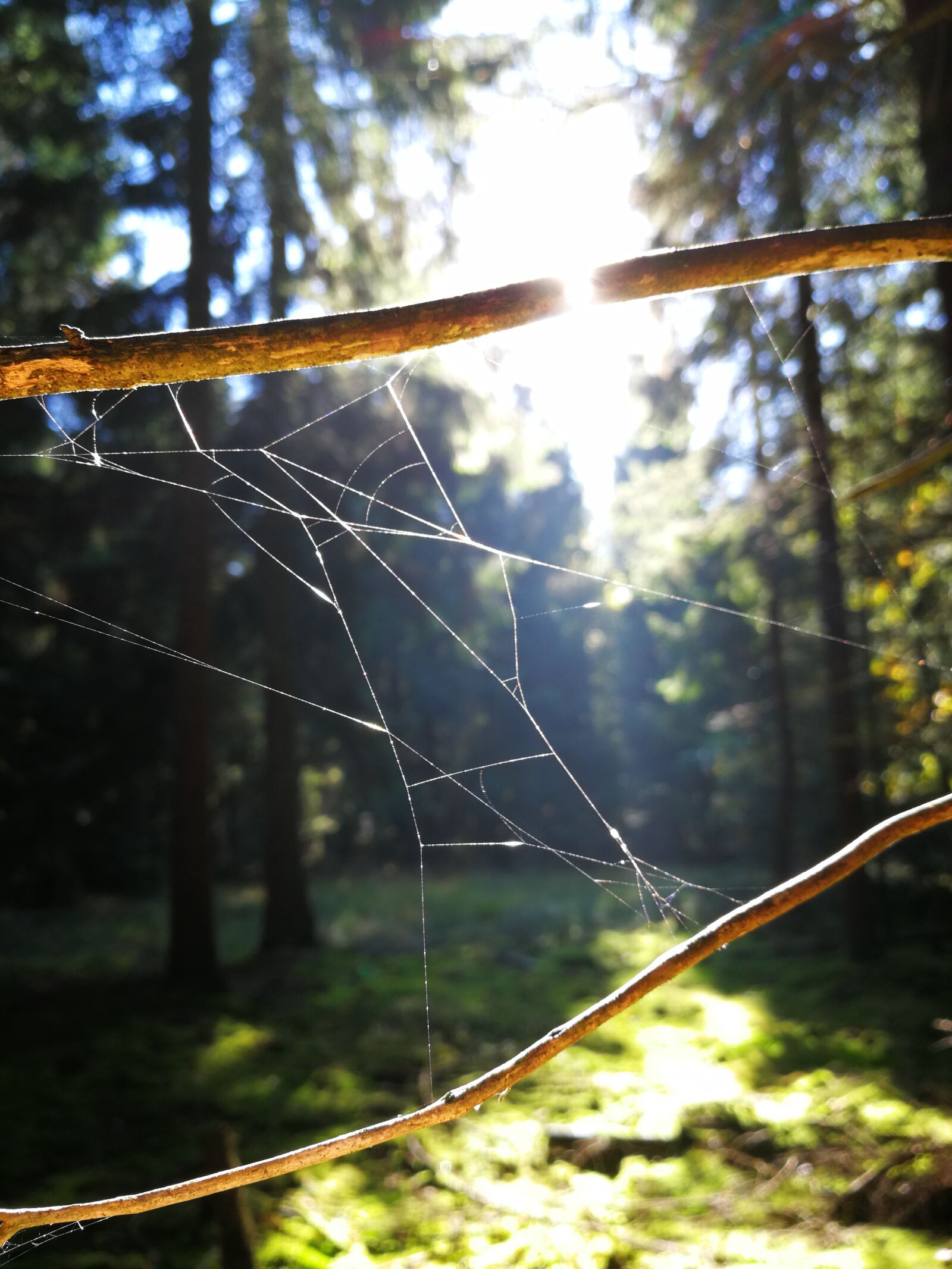 HUAWEI P10 sample photo. Forest, spider, nature photography