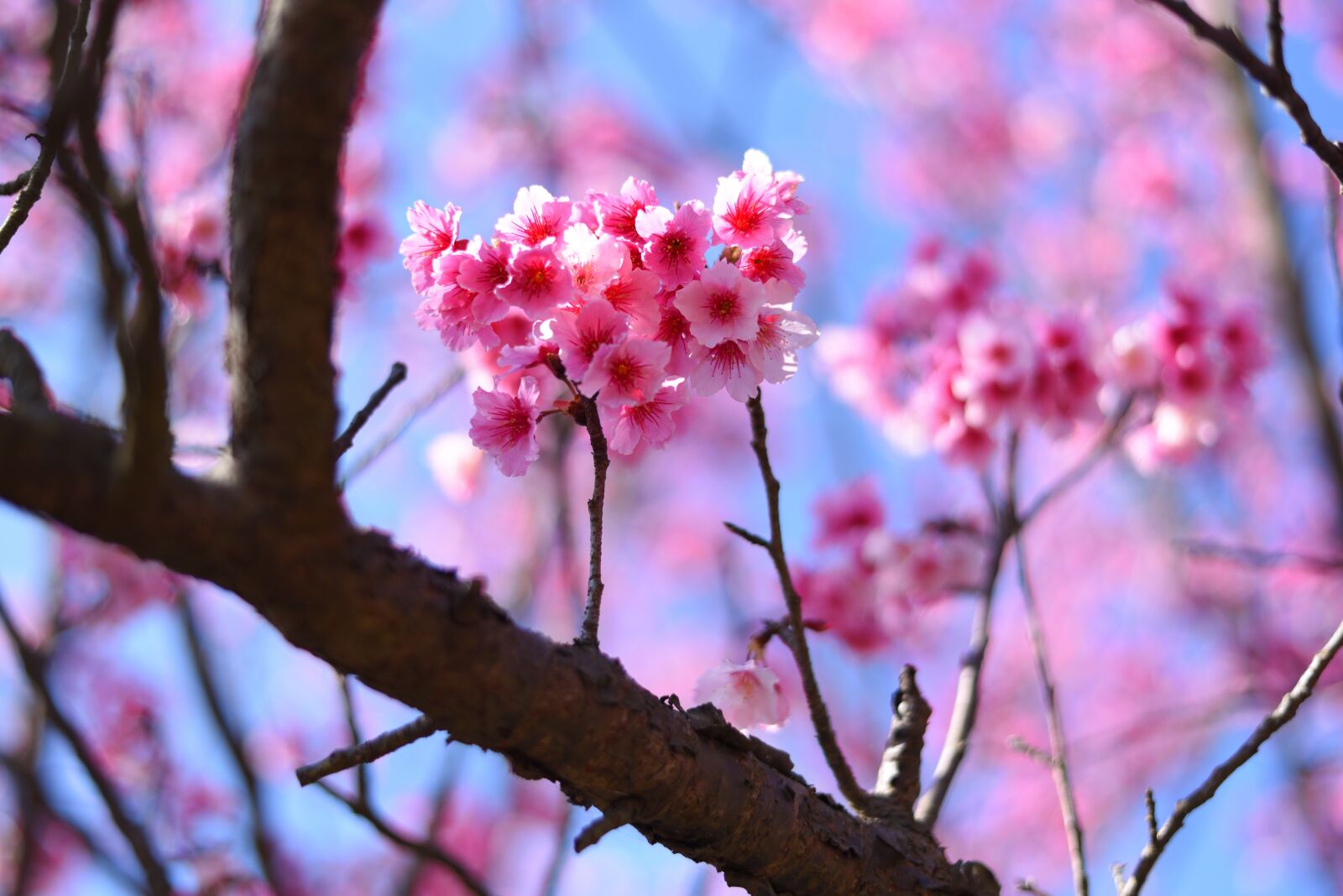 Nikon D750 sample photo. Plant, flower, cherry blossom photography