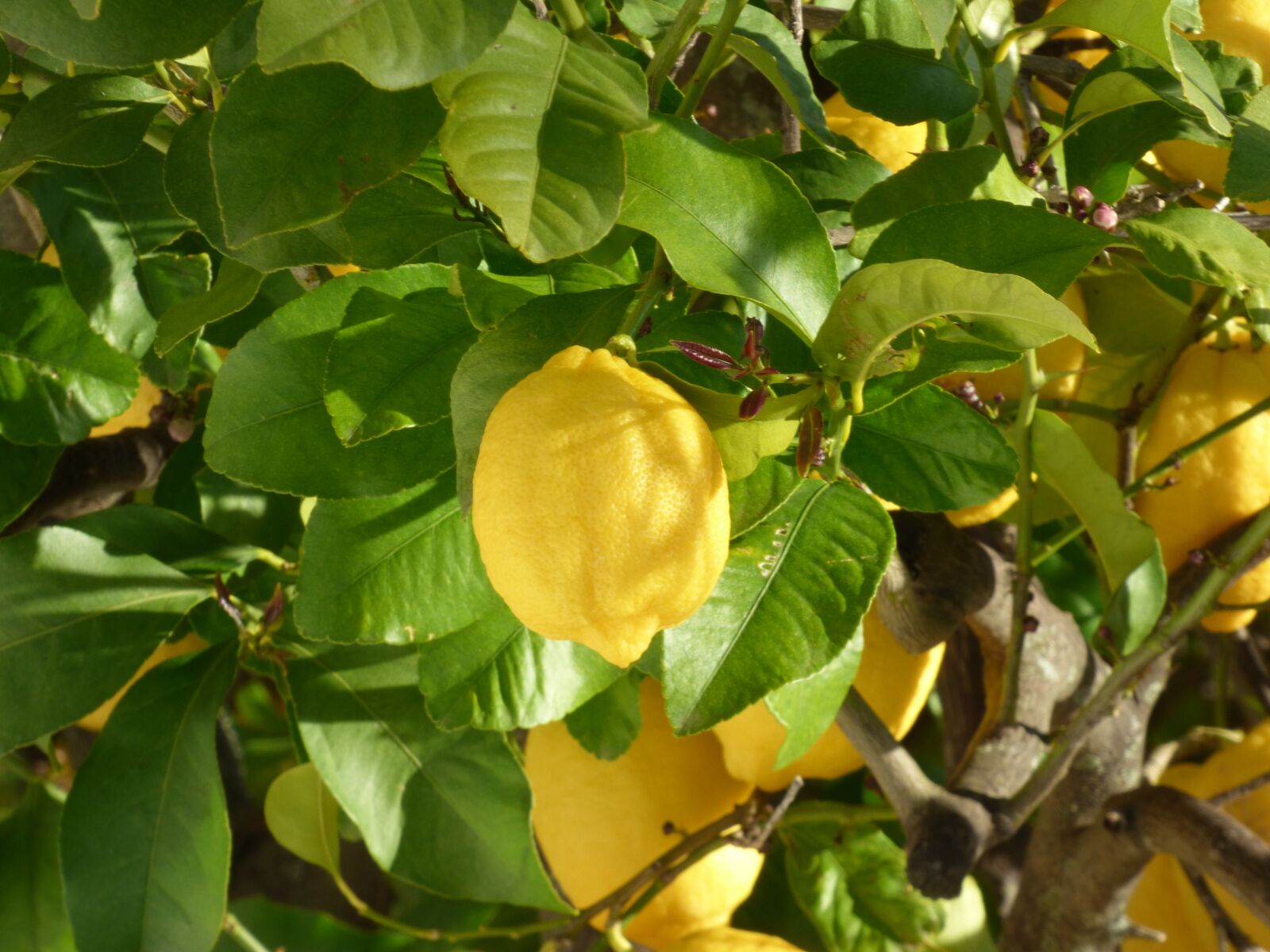 Panasonic DMC-FZ72 sample photo. Lemon, tree, fruit photography