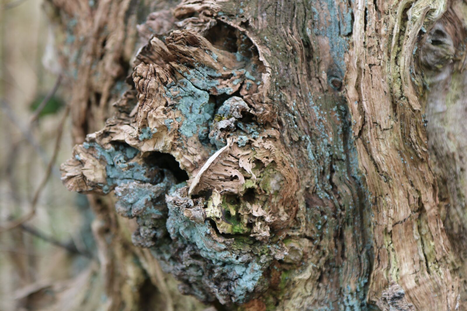 Canon EOS 70D sample photo. Nature, wood, tree photography