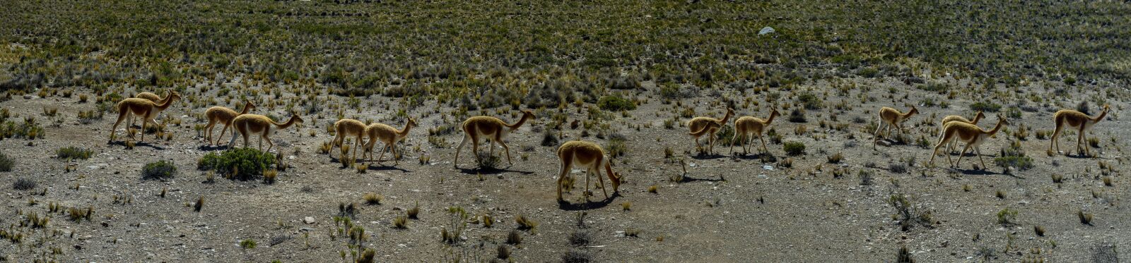 Panasonic Lumix DMC-GX8 sample photo. Vicuna, flock, freedom photography