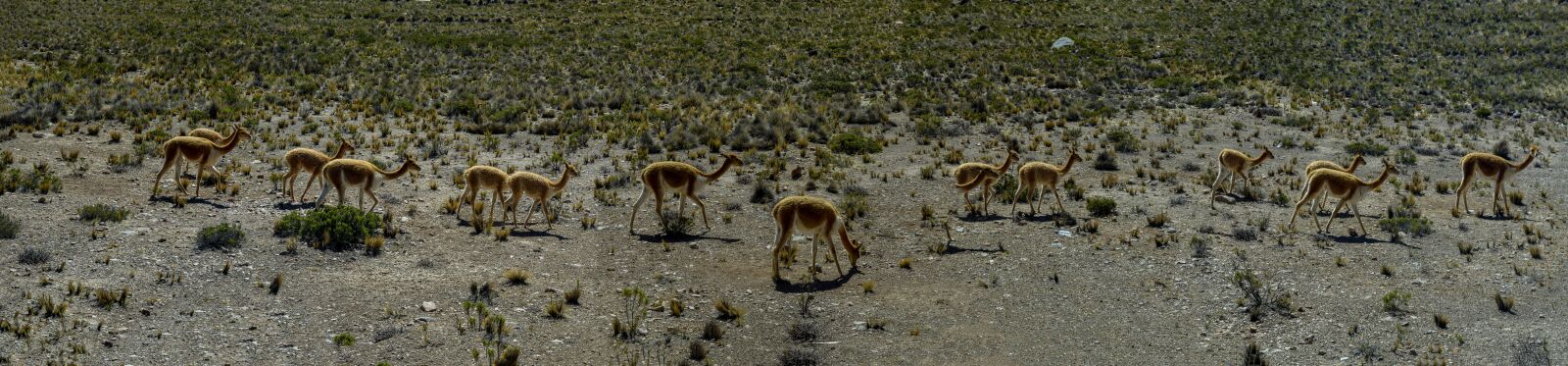 Panasonic Lumix DMC-GX8 + Panasonic Lumix G Vario 14-140mm F3.5-5.6 ASPH Power O.I.S sample photo. Vicuna, flock, freedom photography