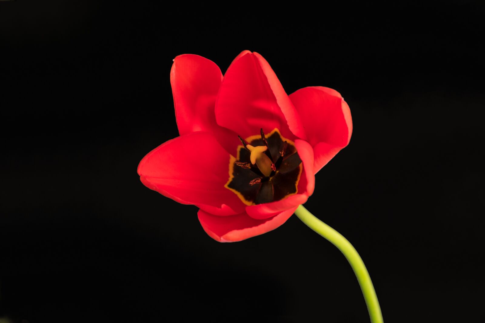 Panasonic Lumix DC-GH5 sample photo. Tulip, flower, spring photography