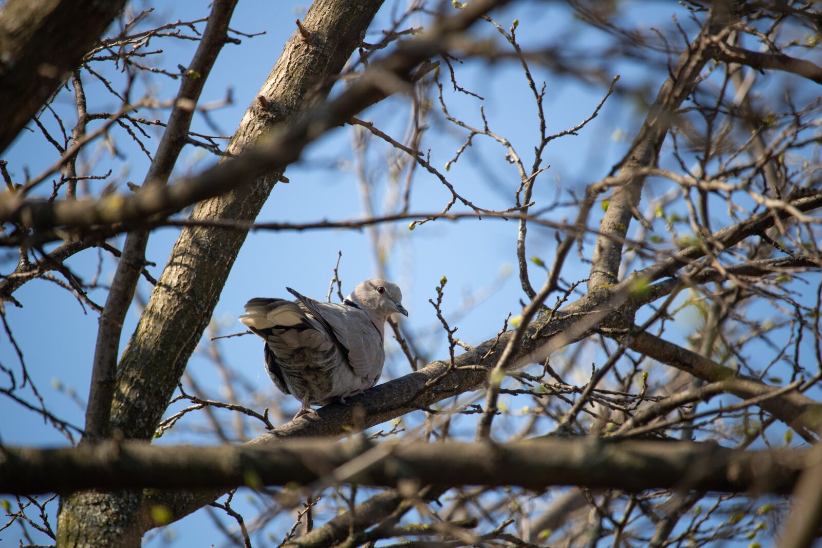 Canon EOS 100D (EOS Rebel SL1 / EOS Kiss X7) sample photo. Dove, pigeon, bird photography