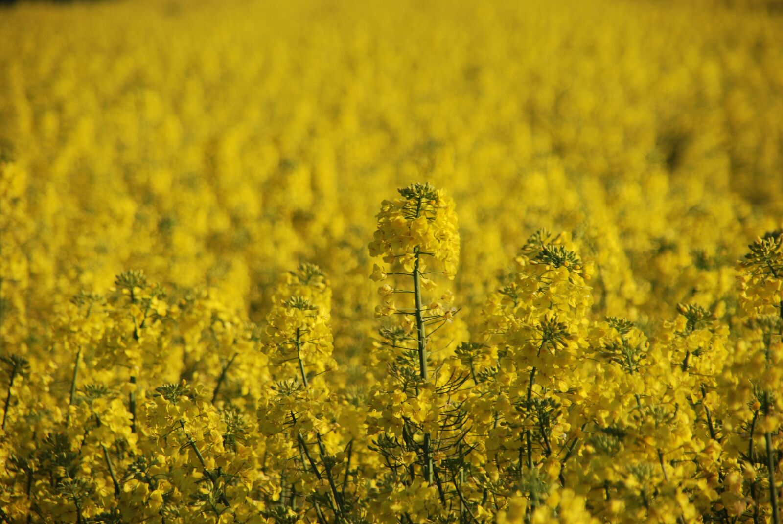 Nikon D80 sample photo. Plant, rapeseed, yellow photography