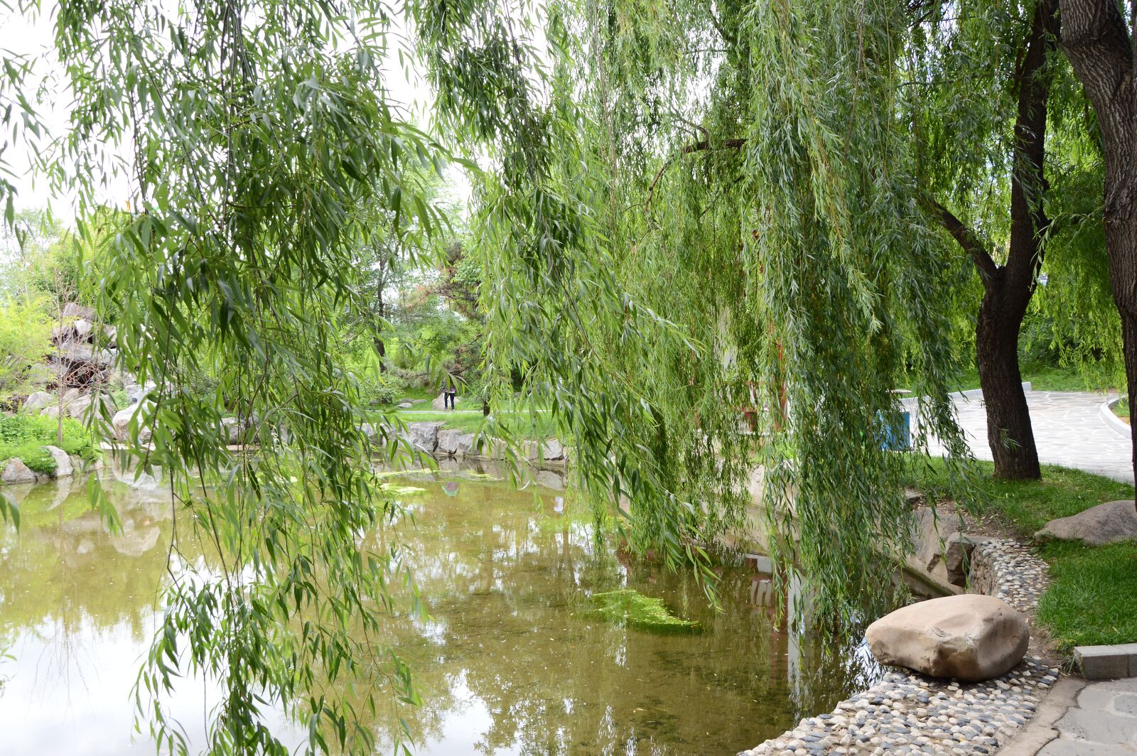 Nikon D3200 sample photo. Lake, tree, park photography