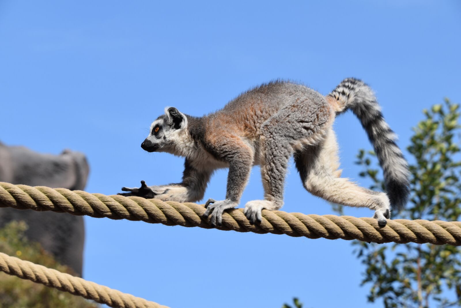 Nikon D5600 sample photo. Lemur, maki catta, stripes photography