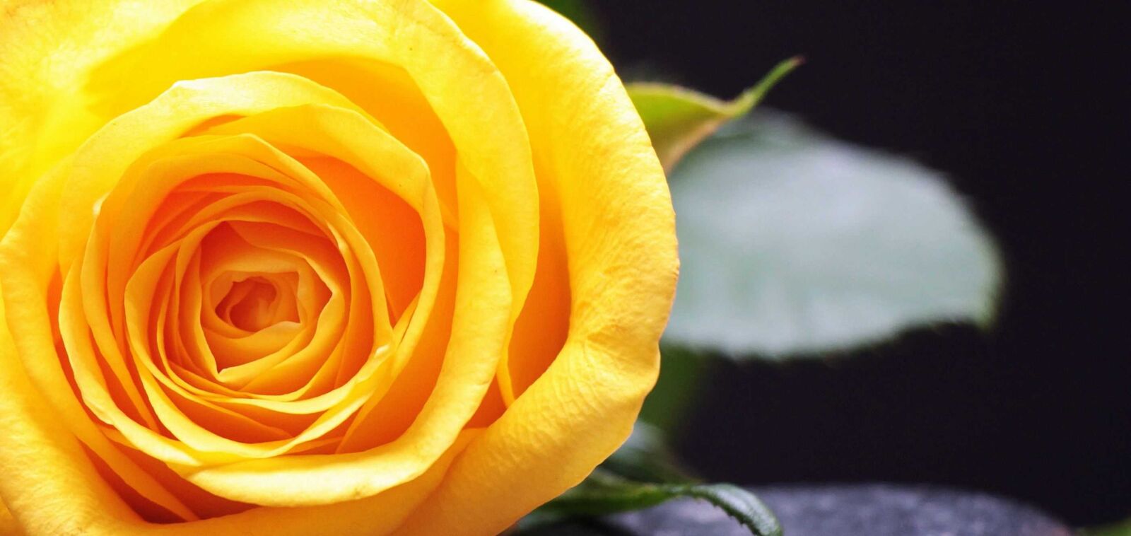 Canon EOS 550D (EOS Rebel T2i / EOS Kiss X4) sample photo. Rose, petal, flower, yellow photography