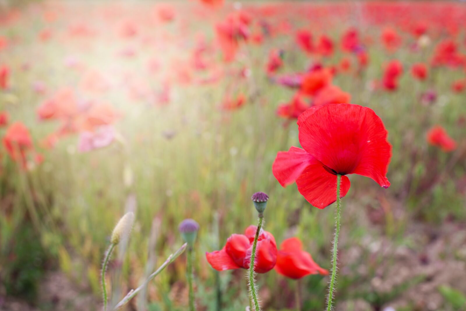 Canon EF 50mm F1.4 USM sample photo. Poppies, red, flowers photography