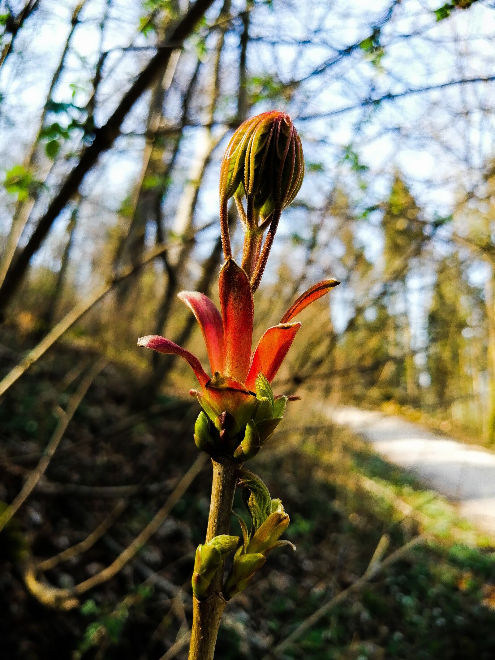 HUAWEI STK-LX1 sample photo. Photoshop, nature, photography photography