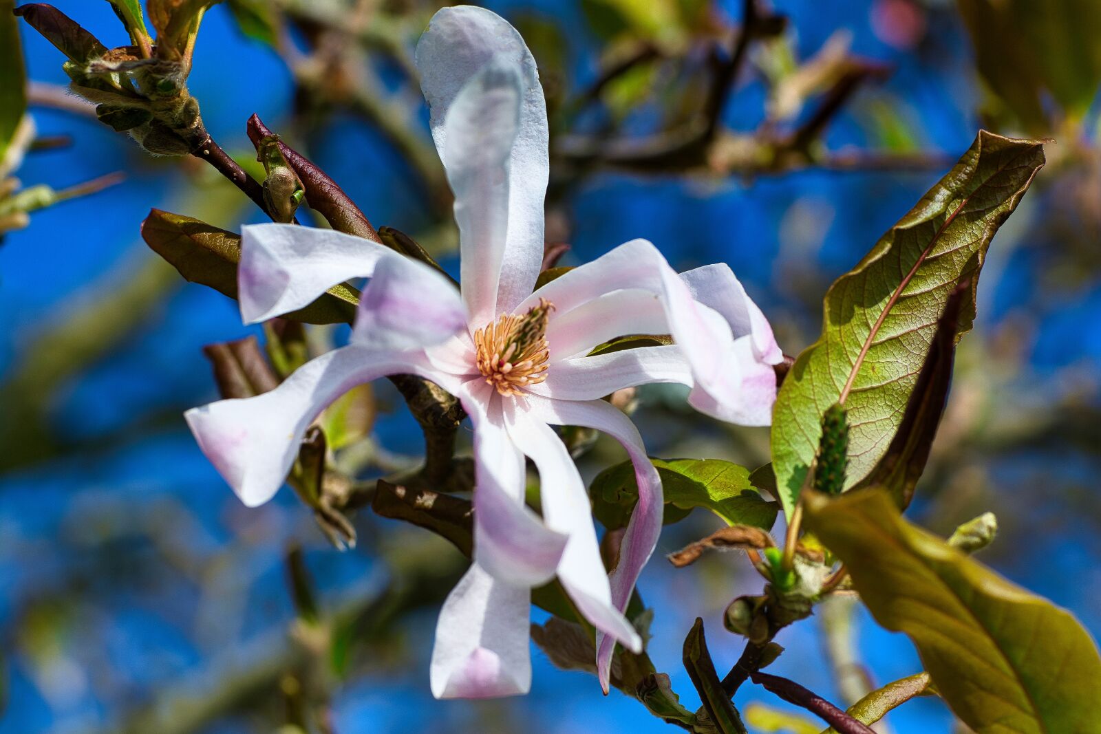 Nikon D7100 sample photo. Flower, flowers, tree photography