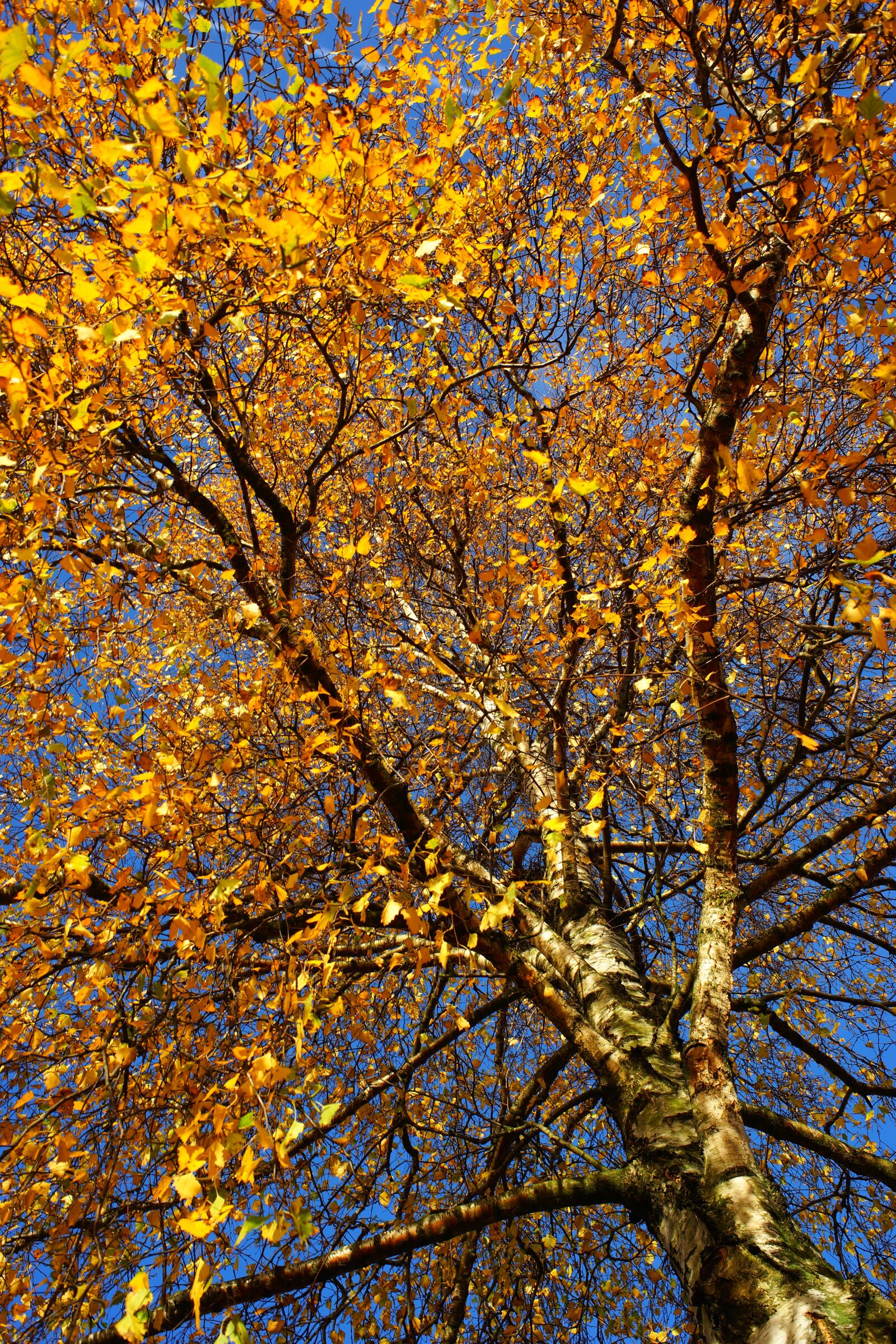 Minolta AF 35mm F2 [New] sample photo. Birch, autumn, leaves photography