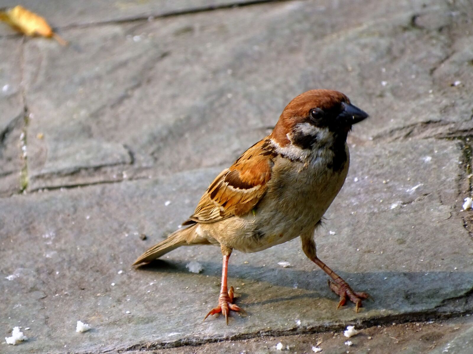 Sony Cyber-shot DSC-HX400V sample photo. Sparrow, bird, nature photography