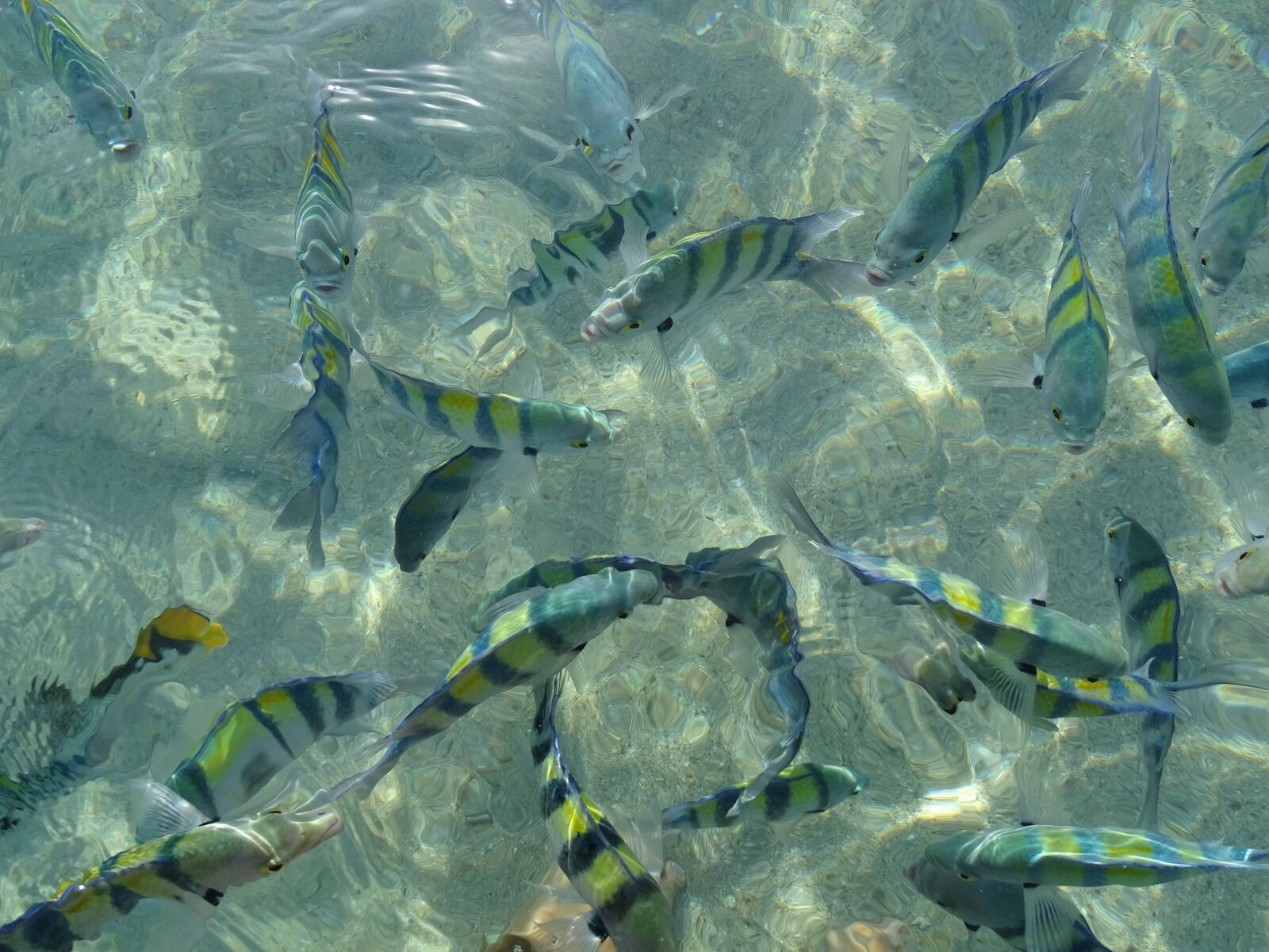 Sony Cyber-shot DSC-HX400V sample photo. Red sea, egypt, travel photography