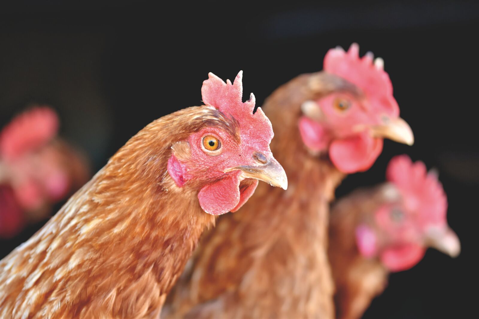 Nikon D7200 sample photo. Chicken, hen, poultry photography