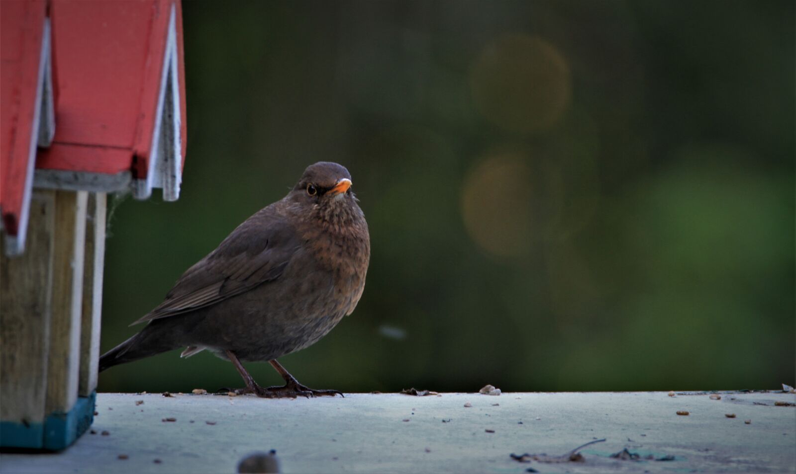 Tamron SP 150-600mm F5-6.3 Di VC USD sample photo. Blackbird, bird, feeding place photography