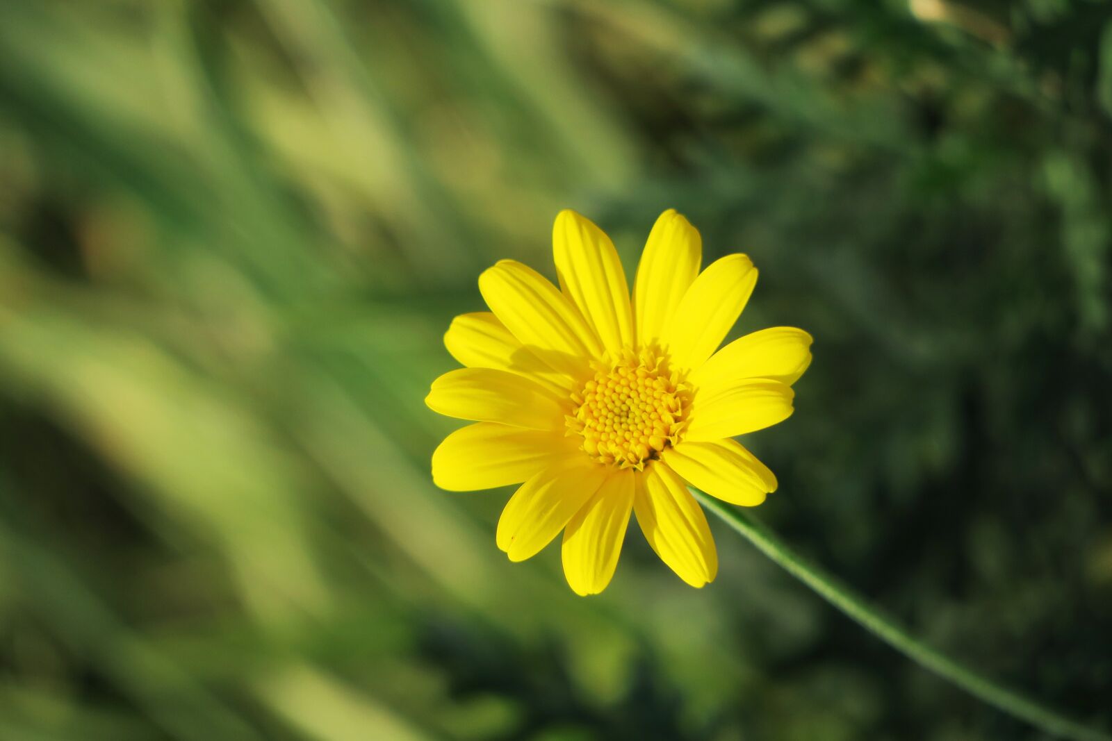 Canon PowerShot G3 X sample photo. Nature, plant, summer photography