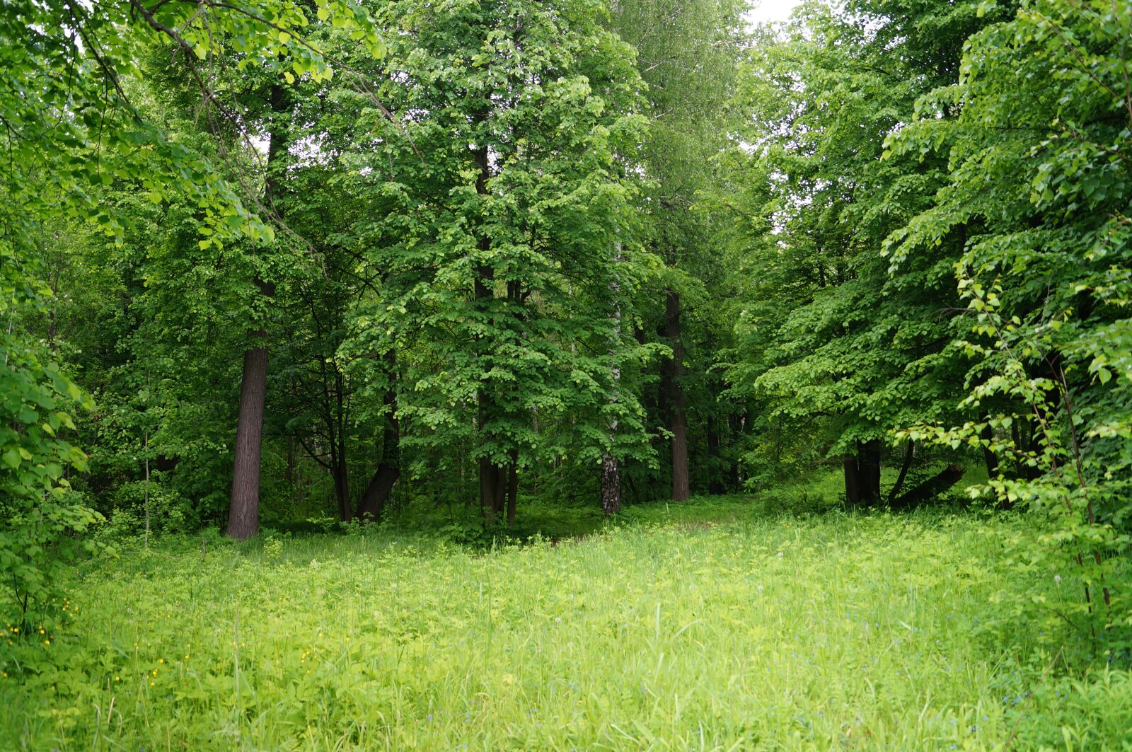 Sony SLT-A57 sample photo. Forest, silence, nature photography