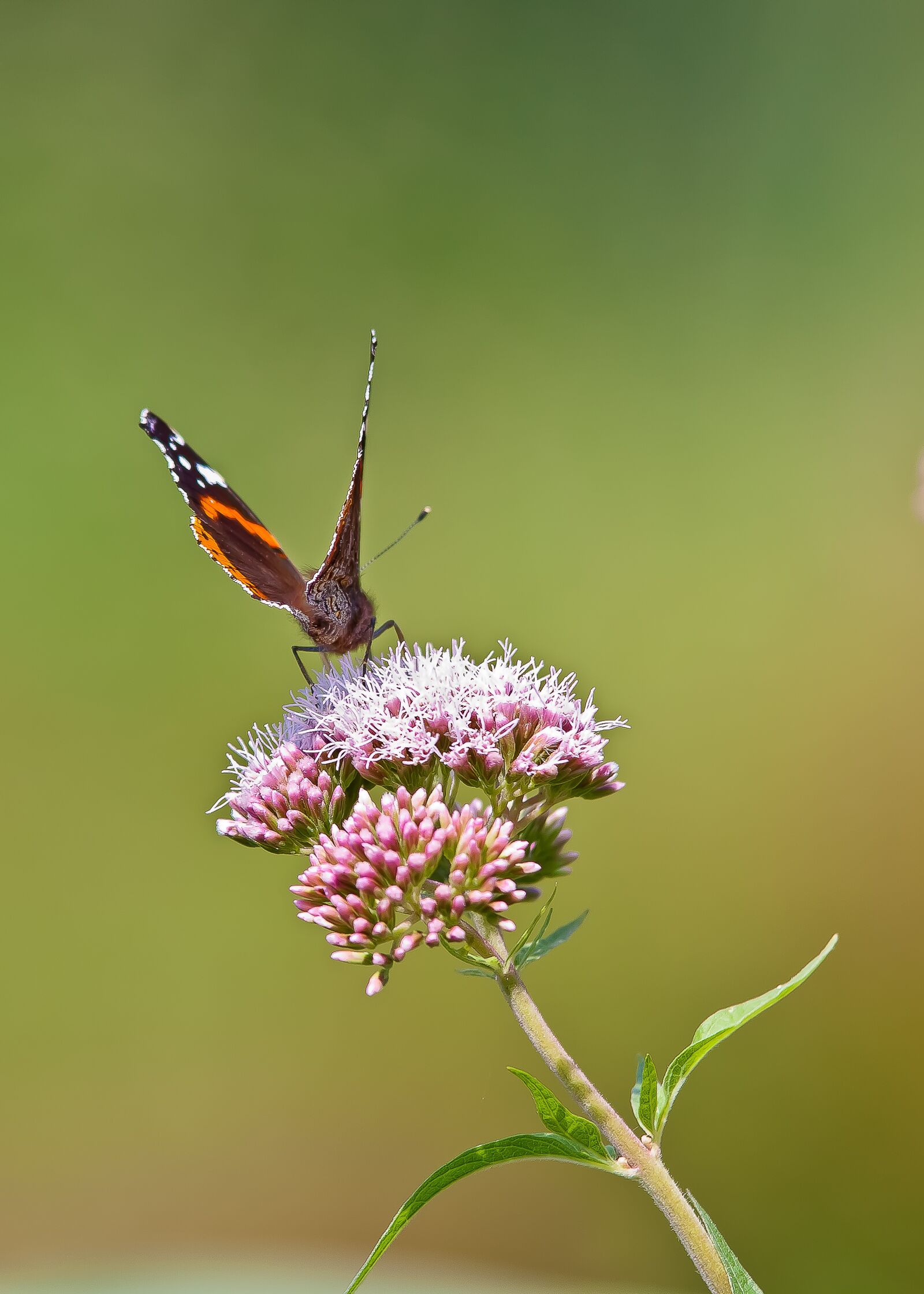 Canon EOS 50D sample photo. Butterfly, flower, nature photography