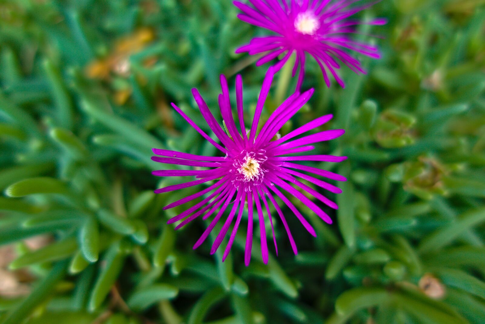 Sony DSC-RX100M5A sample photo. Portulaca cooper, flower, purple photography