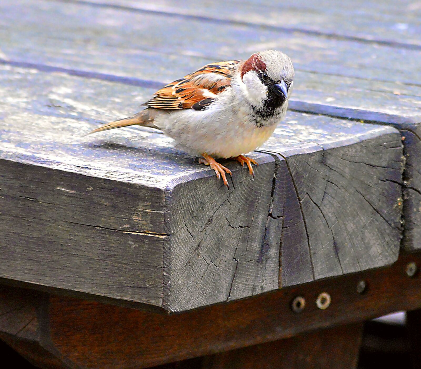 Nikon D3200 sample photo. Sparrow, sperling, songbird photography