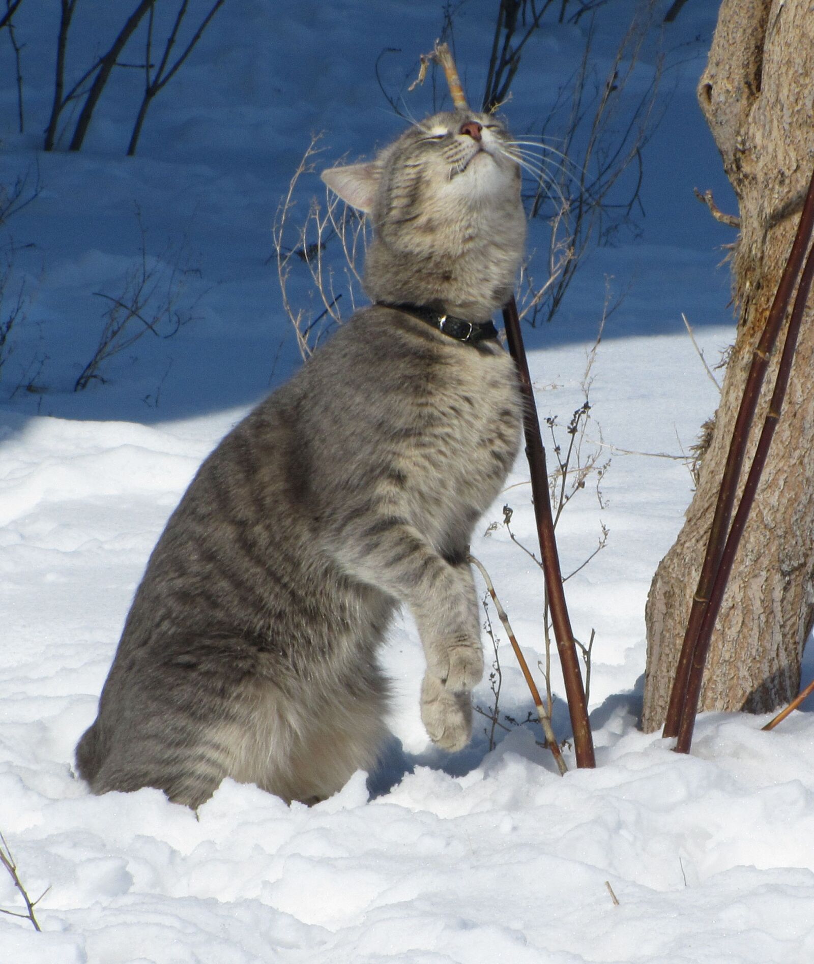 Canon PowerShot SX210 IS sample photo. Cat, emotions, winter photography
