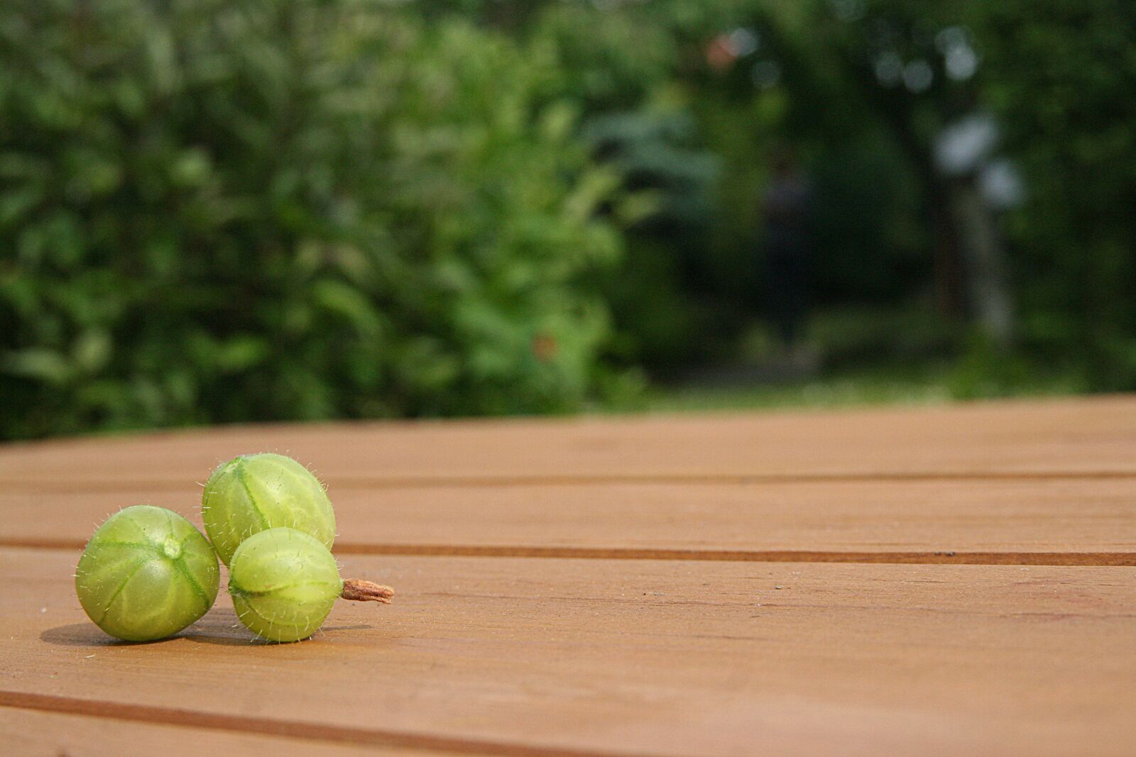 Canon EOS 350D (EOS Digital Rebel XT / EOS Kiss Digital N) sample photo. Gooseberry, garden, the background photography