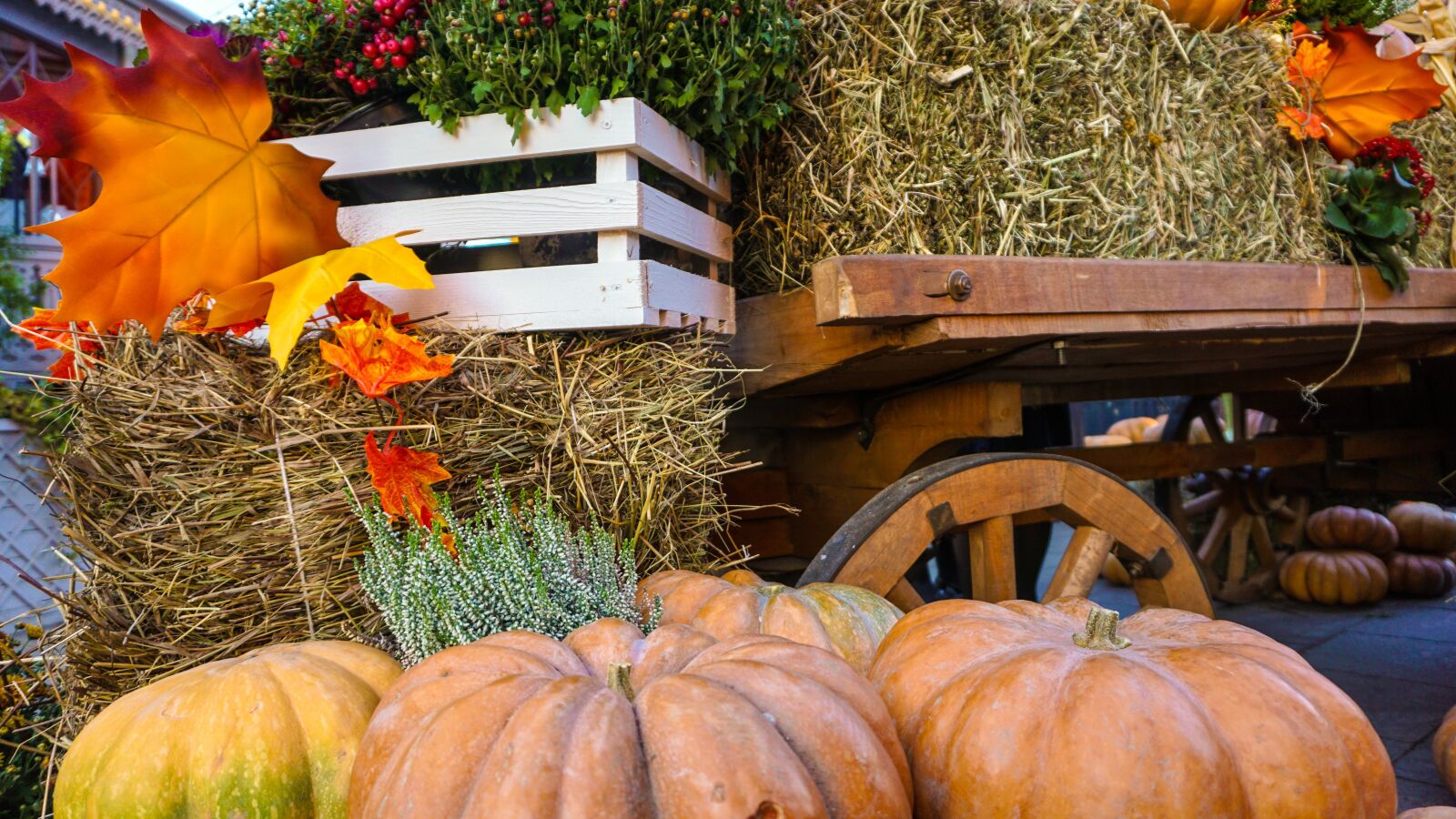 Sony a6000 sample photo. Holloween, autumn, fall photography