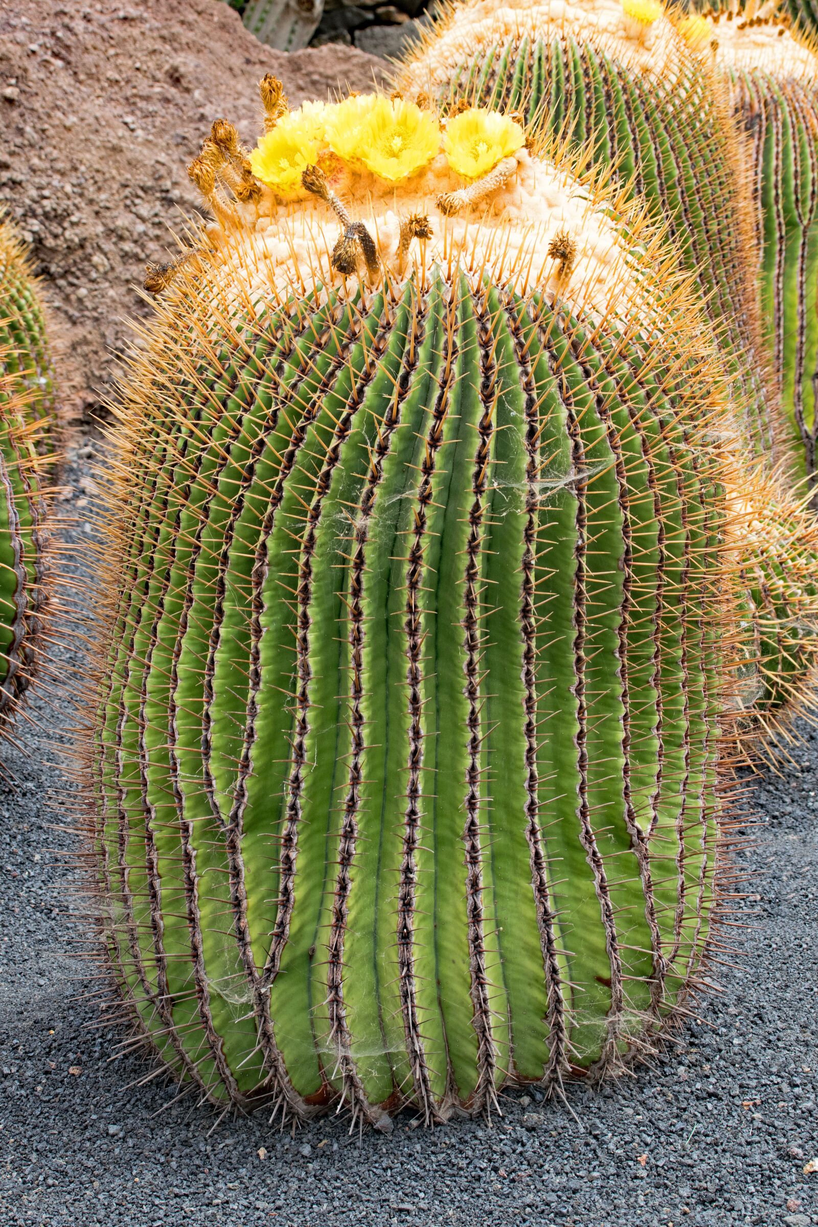 Nikon D5300 sample photo. Jardin de cactus, cactus photography