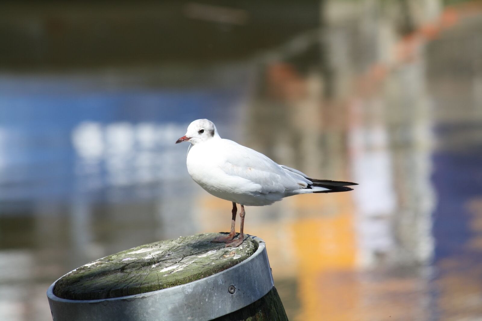 Canon EOS 1000D (EOS Digital Rebel XS / EOS Kiss F) sample photo. Seagull, water, bird photography
